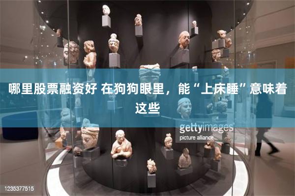 哪里股票融资好 在狗狗眼里，能“上床睡”意味着这些